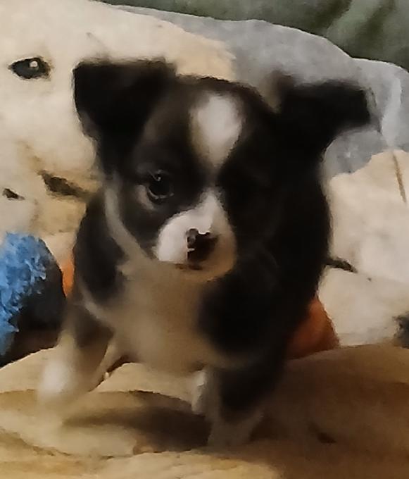 Pomeranian/Chihuahua