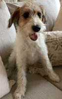 Schnoodle Aussiedoodle
