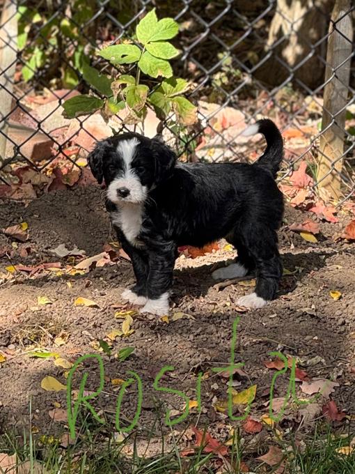 Bernedoodle