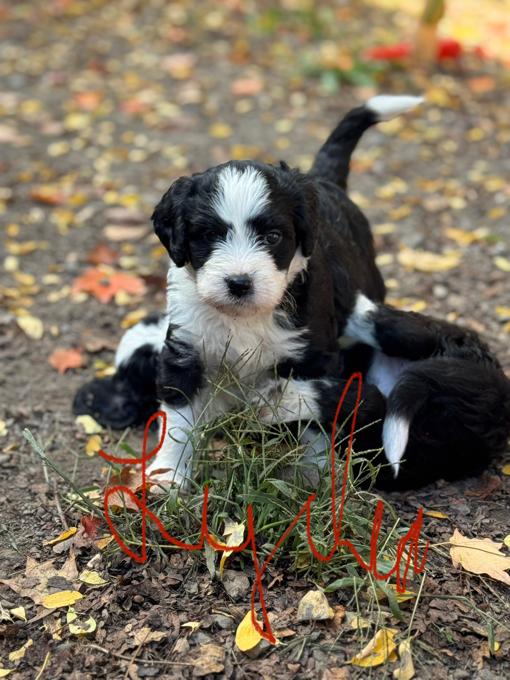 Bernedoodle