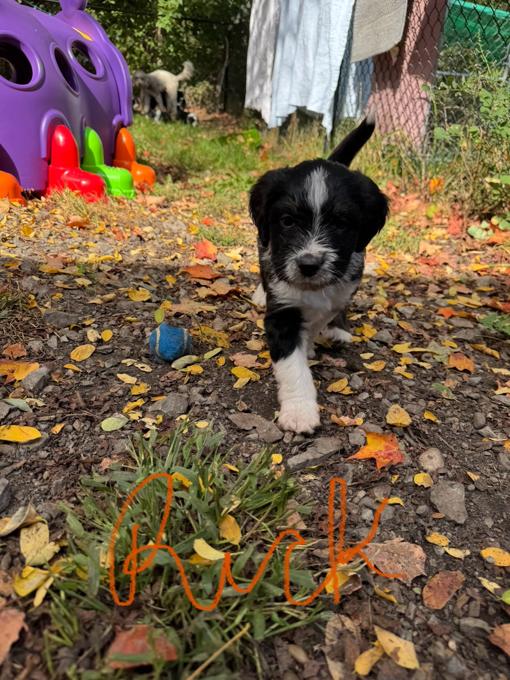 Bernedoodle