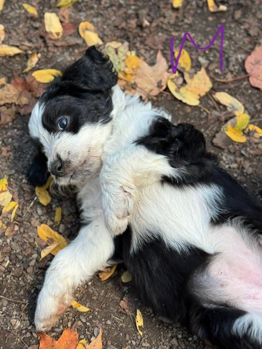 Bernedoodle