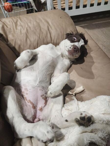 english springer