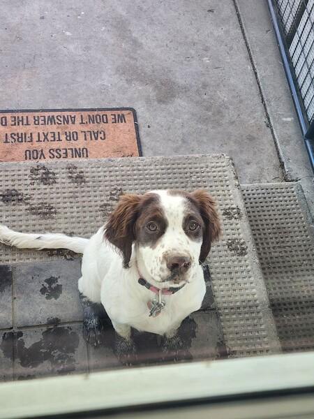 english springer
