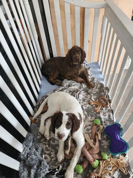 english springer