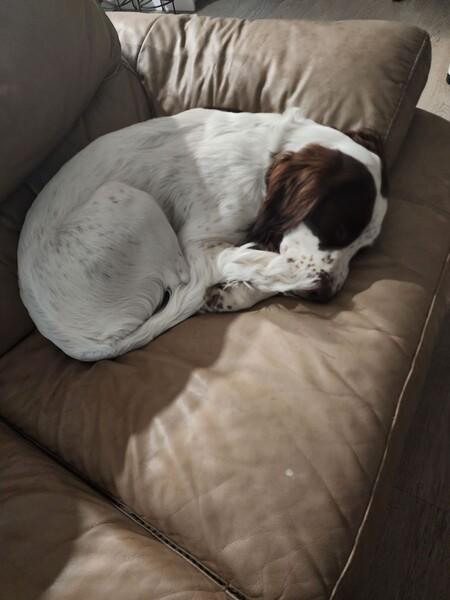 english springer