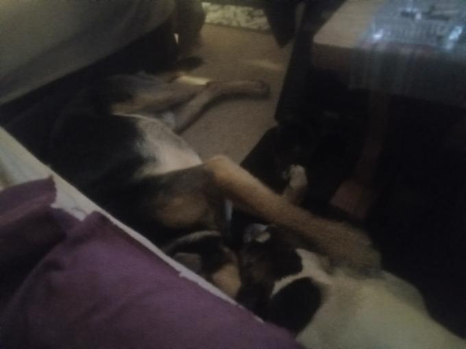 King Shep