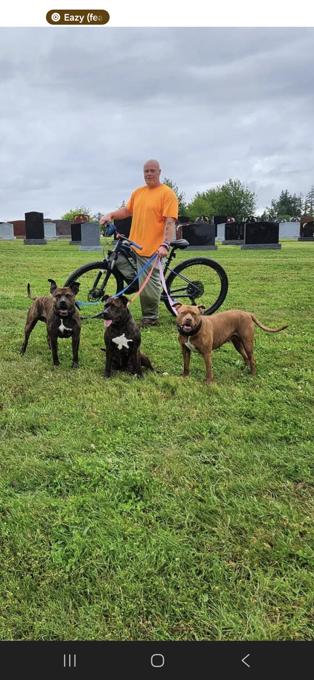 All pittbulls mixed together