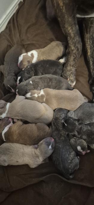 All pittbulls mixed together