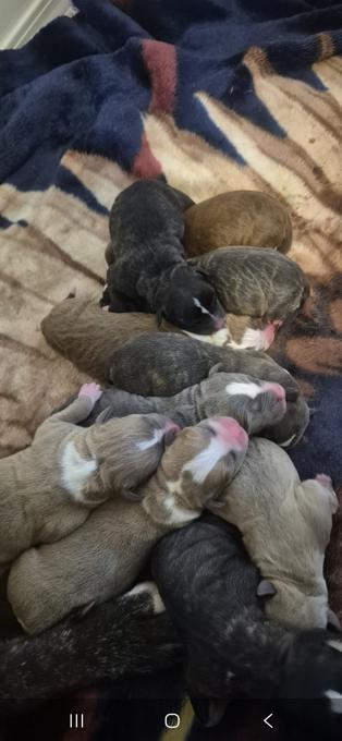All pittbulls mixed together