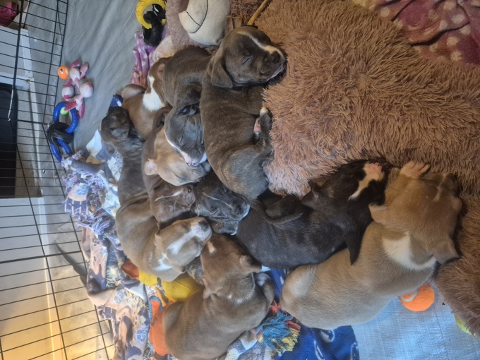 All pittbulls mixed together