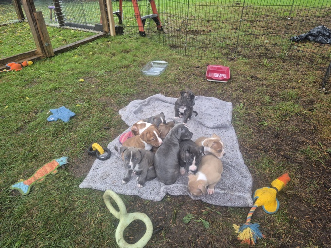 All pittbulls mixed together