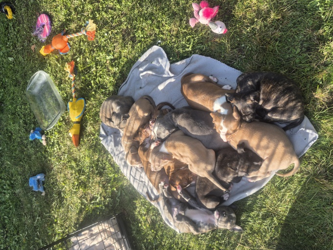 All pittbulls mixed together