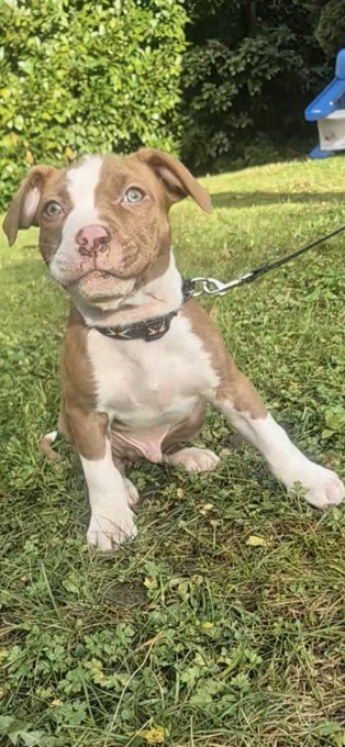 All pittbulls mixed together