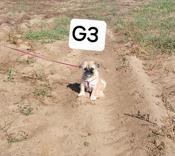 Pug/shih-tzu