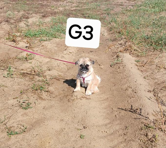 Pug/shih-tzu