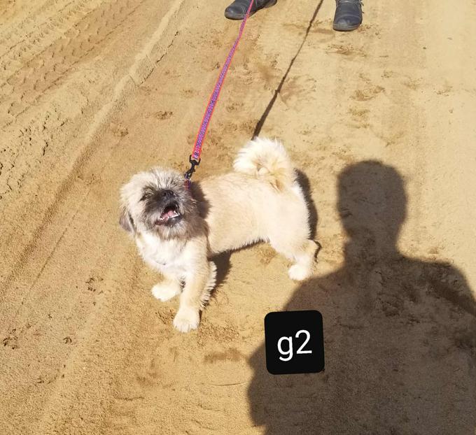 Pug/shih-tzu