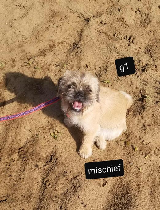 Pug/shih-tzu
