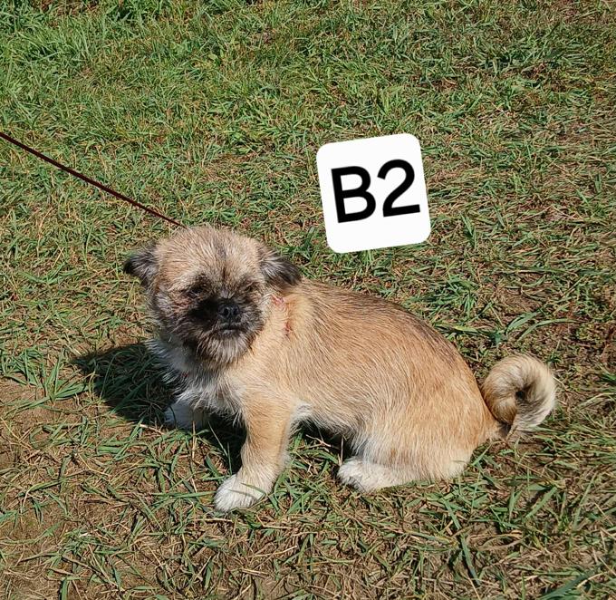 Pug/shih-tzu