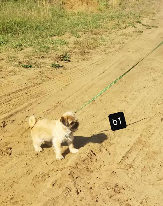 Pug/shih-tzu