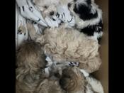 Maltese with Havanese 