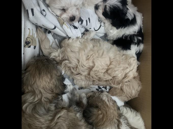 Maltese with Havanese 