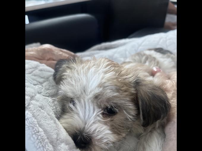 Maltese with Havanese 