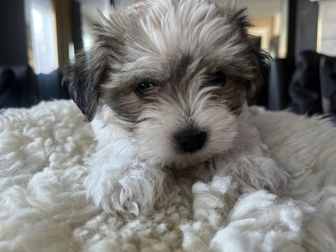 Maltese with Havanese 