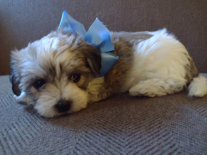Maltese with Havanese 