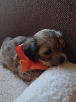 Maltese with Havanese 