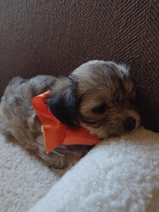 Maltese with Havanese 