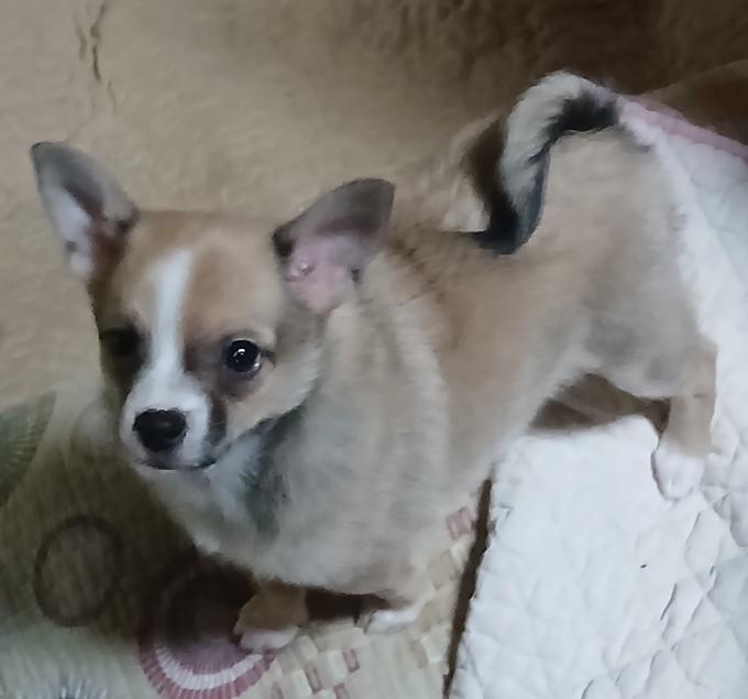 Chihuahua~Pug 