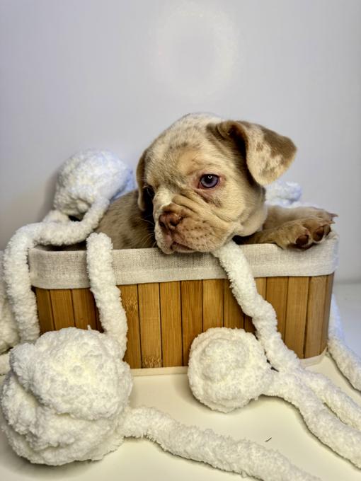 French Bulldog