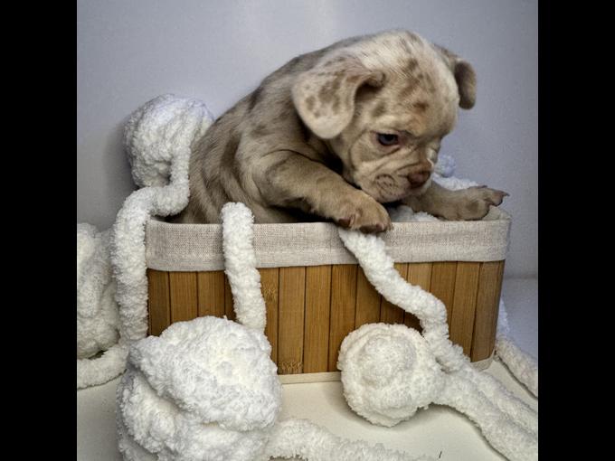 French Bulldog