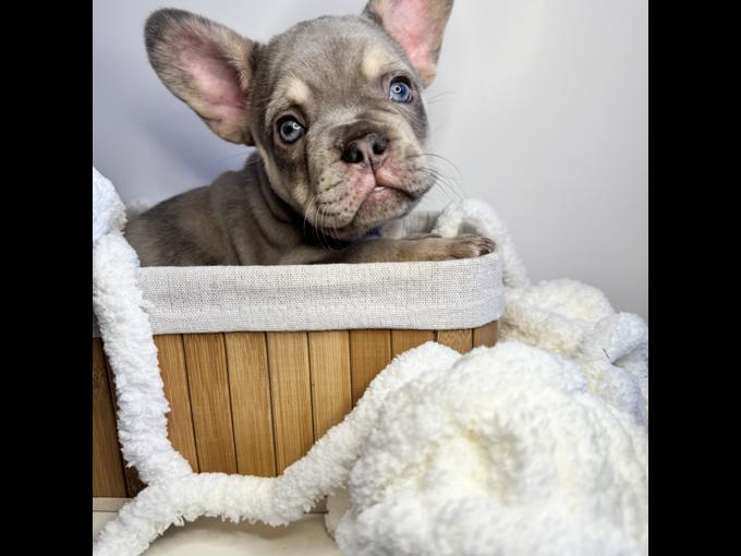 French Bulldog