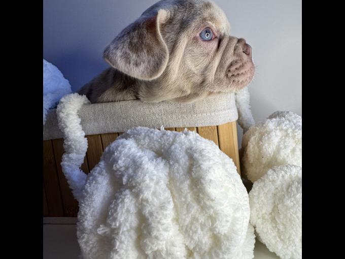 French Bulldog