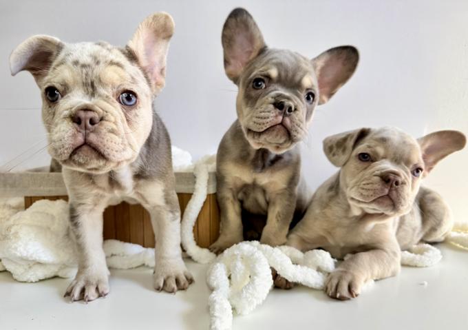 French Bulldog