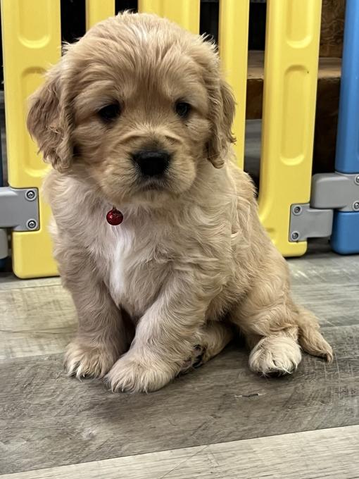 Golden Cocker Retriever