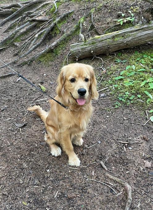 Golden Cocker Retriever