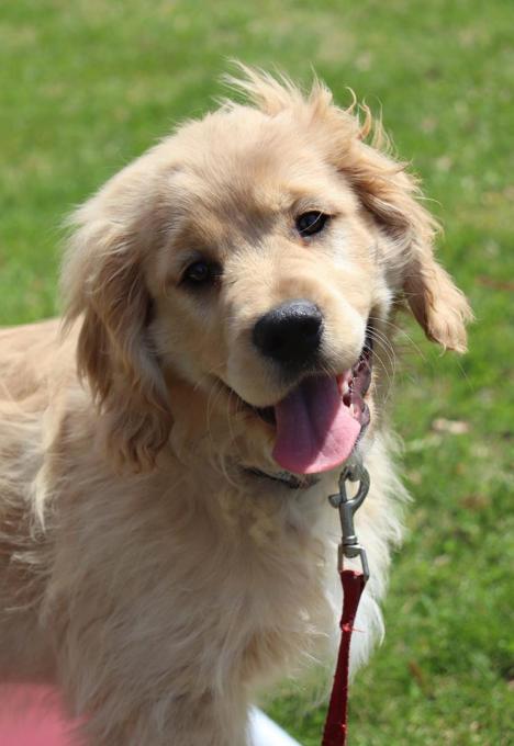 Golden Cocker Retriever