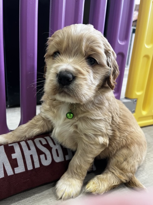 Golden Cocker Retriever