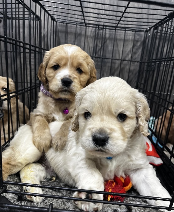 Golden Cocker Retriever