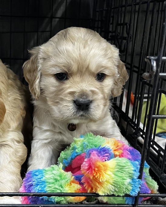 Golden Cocker Retriever