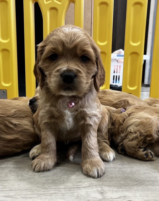 Golden Cocker Retriever