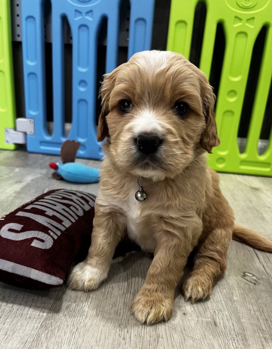 Golden Cocker Retriever