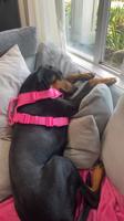 Doberman