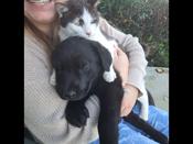 Lab mix
