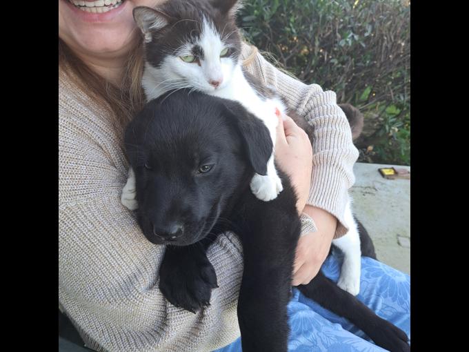 Lab mix