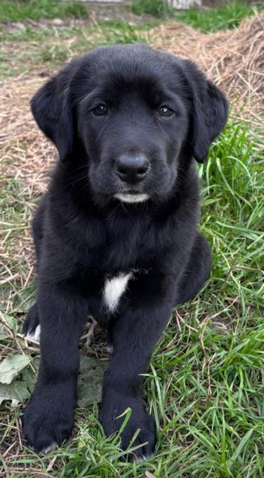 Lab mix