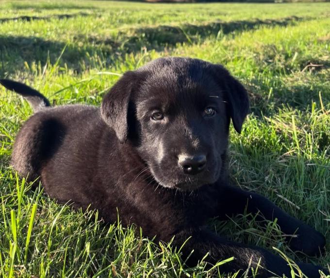 Lab mix